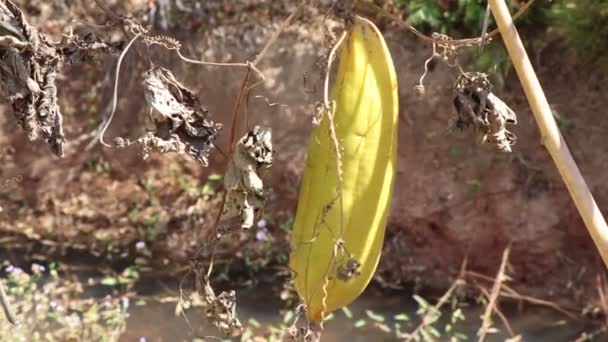 Luffa Cylindrica Dör Grund Det Varma Vädret — Stockvideo