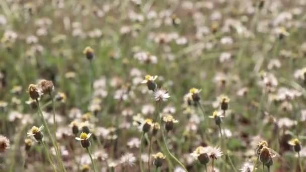 Yellow Coatbuttons Flower Blooming Grass — Stock Video