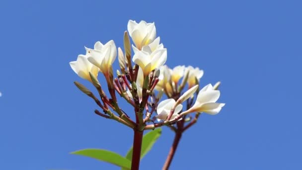 白いプルメリアの花が咲いています — ストック動画