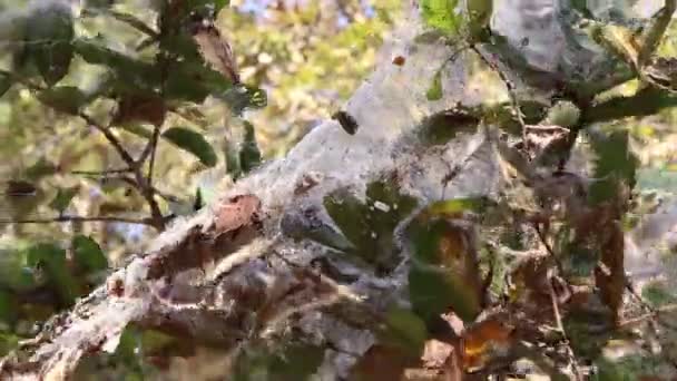 Ιστός Αράχνης Στα Δέντρα — Αρχείο Βίντεο