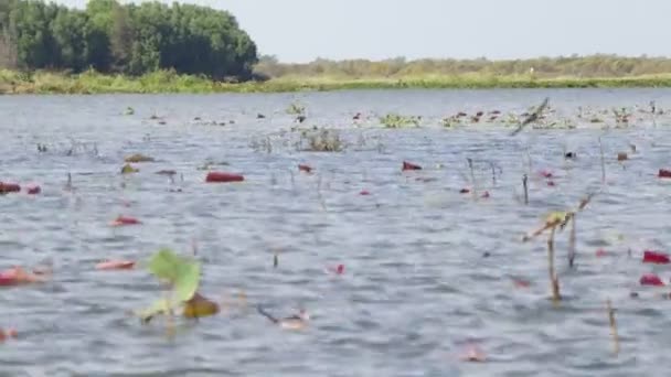 Vue Nong Han Sakon Nakhon Thaïlande — Video