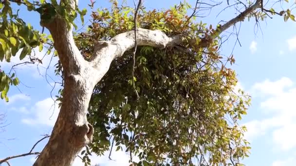 Dendrophthoe Pentandra Topo Árvore — Vídeo de Stock