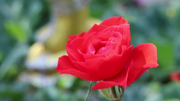 Red Rose Flower Blooming Day — Stock Video