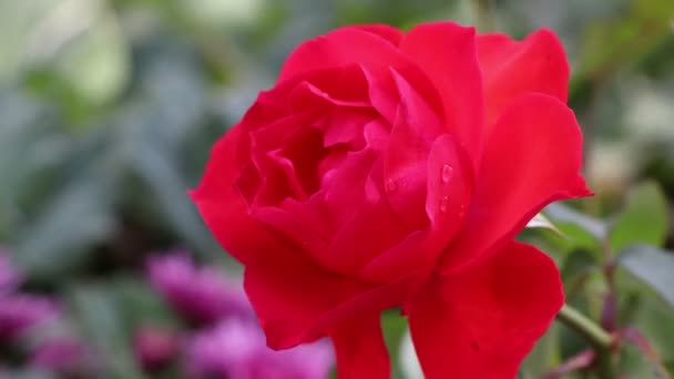 Flor Rosa Vermelha Estão Florescendo Durante Dia — Vídeo de Stock