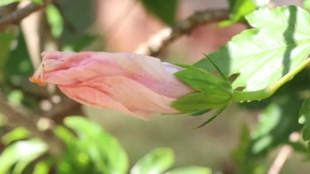Λουλούδι Hibiscus Rosa Sinensis Ανθίζει Στον Κήπο — Αρχείο Βίντεο