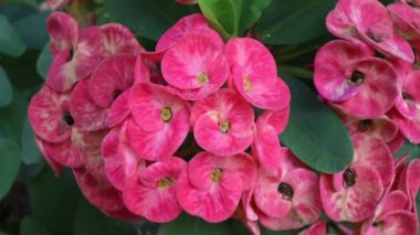 Bahçede Euphorbia milii Desmoul çiçeği açıyor.