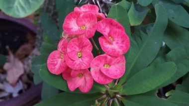 Bahçede Euphorbia milii Desmoul çiçeği açıyor.
