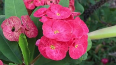 Bahçede Euphorbia milii Desmoul çiçeği açıyor.