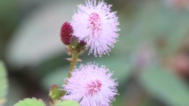Mimosa pudika çiçeği açıyor.