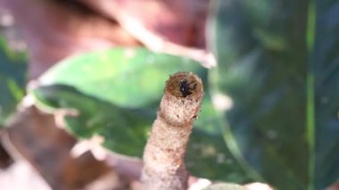 Trigona Laeviceps yiyecek için uçacak.