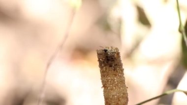 Trigona Laeviceps yiyecek için uçacak.
