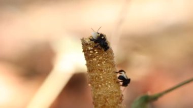 Trigona Laeviceps yiyecek için uçacak.