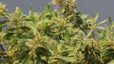 Acacia mangium çiçeği açıyor.