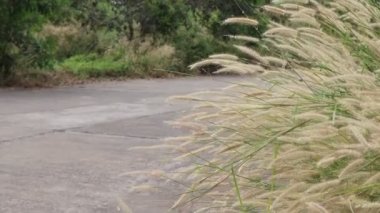 Çimen çiçekleri sabah açıyor.