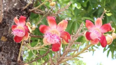 Couroupita guianensis Aubl çiçeği çiçek açıyor