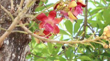 Couroupita guianensis Aubl çiçeği çiçek açıyor