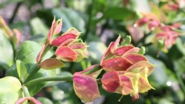 Euphorbia bracteata Jacq bahçede büyüyor.