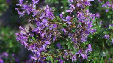 Linh Sam bahçede ve yeşil yaprakta büyüyor.