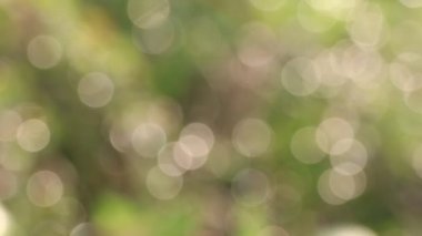 Yaprakların üzerindeki su damlaları ve bokeh