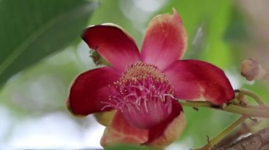 Couroupita guianensis Aubl çiçeği çiçek açıyor