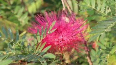 Kırmızı Calliandra Haematocephala Hassk çiçeği sabah çiçek açacak. 