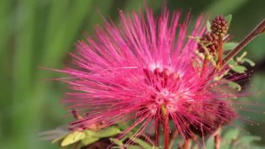 Kırmızı Calliandra Haematocephala Hassk çiçeği sabah çiçek açacak. 