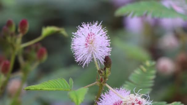 Mimosa Pudica Flor Estão Florescendo — Vídeo de Stock