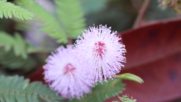 Mimosa Pudica Flor Estão Florescendo — Vídeo de Stock