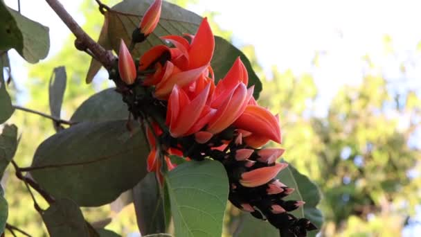 Butea Monosperma Flower Blooming — Stock Video