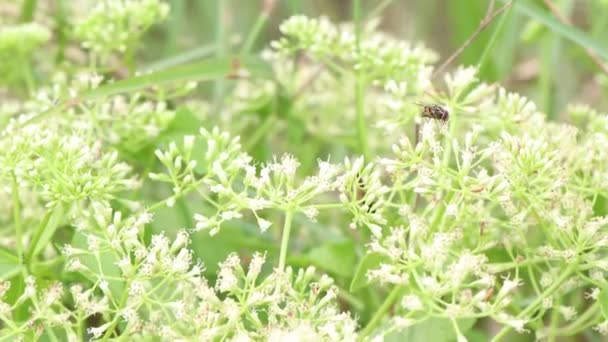 Mikania Cordata Bloemen Bloeien Het Bos Groen Blad — Stockvideo