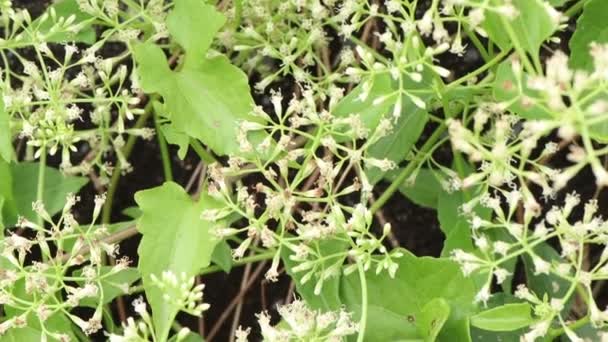 Mikania Flores Cordata Florescer Floresta Folha Verde — Vídeo de Stock