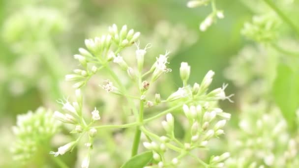 Микания Cordata Цветы Цветут Лесу Зеленый Лист — стоковое видео