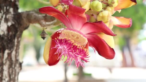 Couroupita Guianensis Aubl Λουλούδι Ανθίζουν — Αρχείο Βίντεο