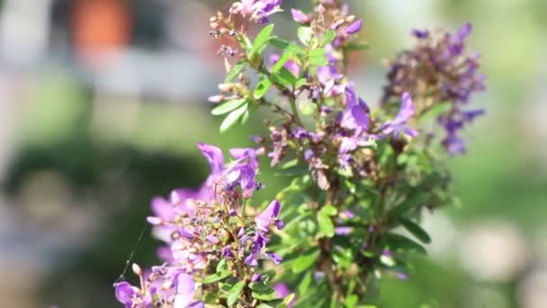 Linh Sam Están Creciendo Jardín Hoja Verde — Vídeo de stock