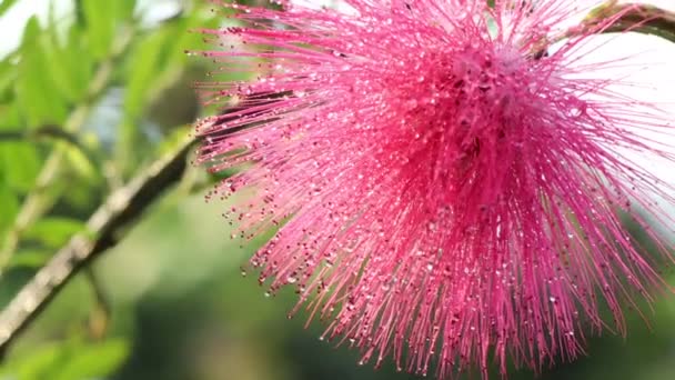 Flor Roja Calliandra Haematocephala Hassk Florece Por Mañana — Vídeo de stock