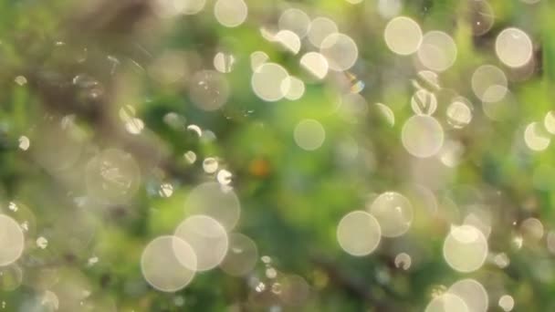 Waterdruppels Bladeren Bokeh — Stockvideo