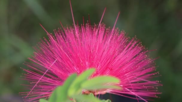 Flor Roja Calliandra Haematocephala Hassk Florece Por Mañana — Vídeos de Stock