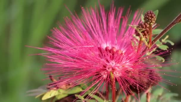 Flor Roja Calliandra Haematocephala Hassk Florece Por Mañana — Vídeo de stock