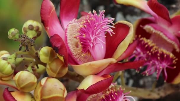 Couroupita Guianensis Aubl Λουλούδι Ανθίζουν — Αρχείο Βίντεο