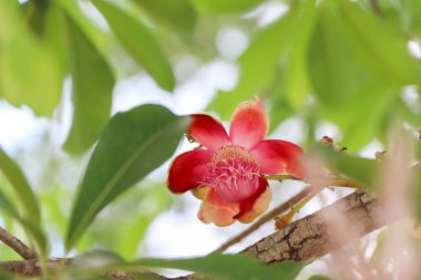 Couroupita guianensis Aubl çiçeği çiçek açıyor