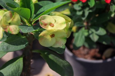 Euphorbia milii Desmoul çiçeği açıyor