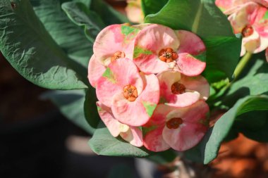 Euphorbia milii Desmoul çiçeği açıyor