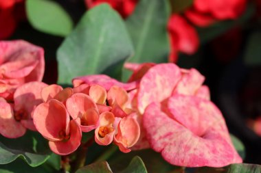 Euphorbia milii Desmoul çiçeği açıyor