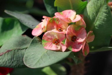 Euphorbia milii Desmoul çiçeği açıyor