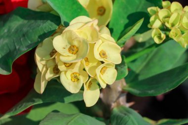 Euphorbia milii Desmoul çiçeği açıyor