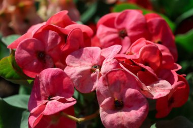 Euphorbia milii Desmoul çiçeği açıyor