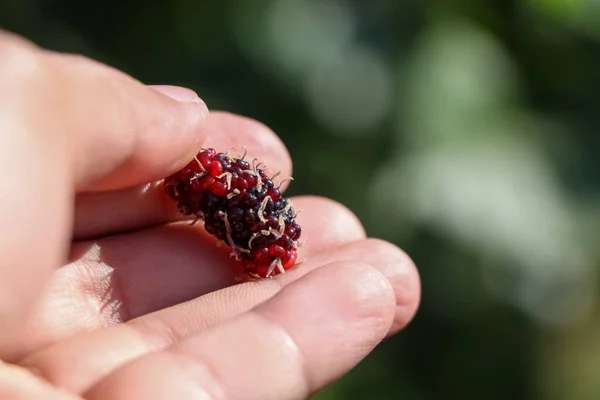 Morus Alba Linn Fruta Están Creciendo —  Fotos de Stock