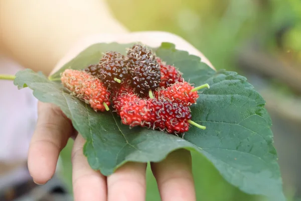 Morus Alba Linn Fruta Están Creciendo —  Fotos de Stock