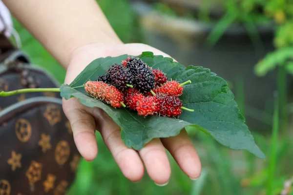 Morus Alba Linn Frutas Estão Crescendo — Fotografia de Stock