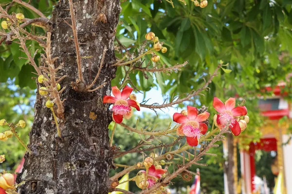 Couroupita Guianensis Aubl Kukka Kukkivat — kuvapankkivalokuva